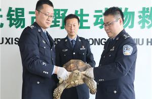This gang is suspected of contrabanding land chelonian and green iguana in all more than 60 thousand