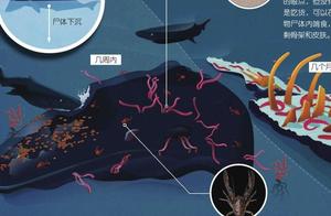 The sea loves the body of whale