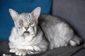 Inherent sadness face! British cat Mi suffers from 
