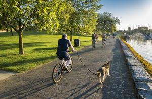 By the side of Qian Tangjiang, pet dog dash agains