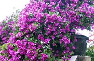 Cuttage triangle plum, society 