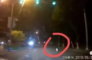 The woman drives bump into a dog to be sentenced a