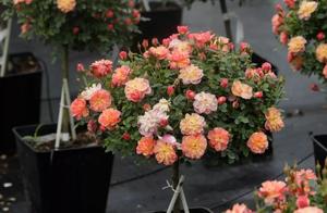 Lollipop Chinese rose comes! Every are less than 70, blossom be about cocoa love