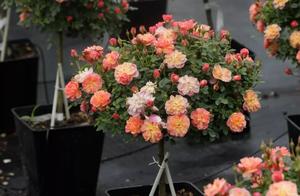 Lollipop Chinese rose comes! Every are less than 7