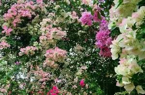 3 kinds blossom machine, branch touchs earth to br