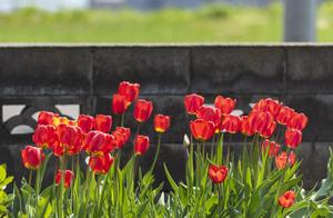 Encounter the Hokkaido of spring, the Hokkaido of 