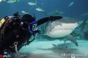 Man and shark play 