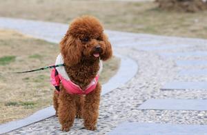 Say to want to walk a dog, but the very difficult stroll with these 5 kinds of true dogs, is Tai Di