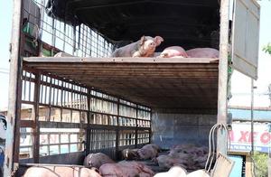 Jump over indulge in wilful persecution of swine f