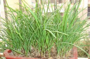 The balcony is planted a leek, cut one crop anothe