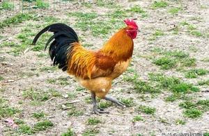 Egg of feed of earthy egg VS, do not look not to k