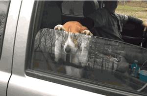 Willow garrulous, bring about many car spontaneous