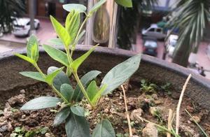 Raised honeysuckle of 8 years to climb wall of full full range, pick water of a bubble to drink, cle