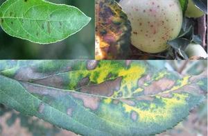 Malic anthrax leaf blight, once erupt, the loss is