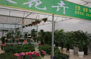 Buy a flower to wanted to look at 4 o'clock careful, buy otherwise 