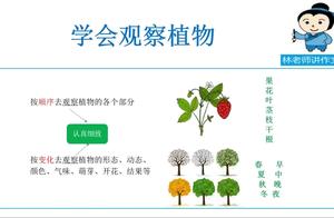 观察植物的作文400字