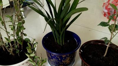 兰花有哪些品种