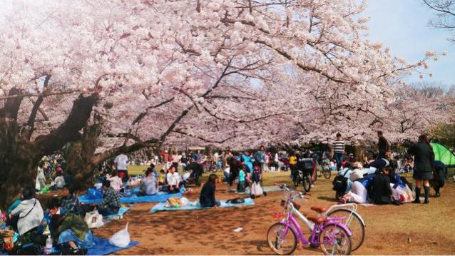 由樱花而感叹人生的短暂是哪个日本文人