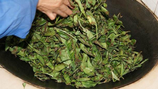黑茶制作过程