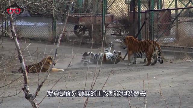 攻和受都是猫科动物 最好是老虎狮子或猫 的bl甜文父子兄弟都行狮子老虎是猫科动物吗