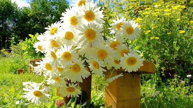 花树品种