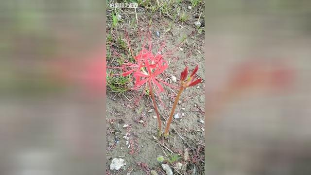 彼岸花生长在哪里