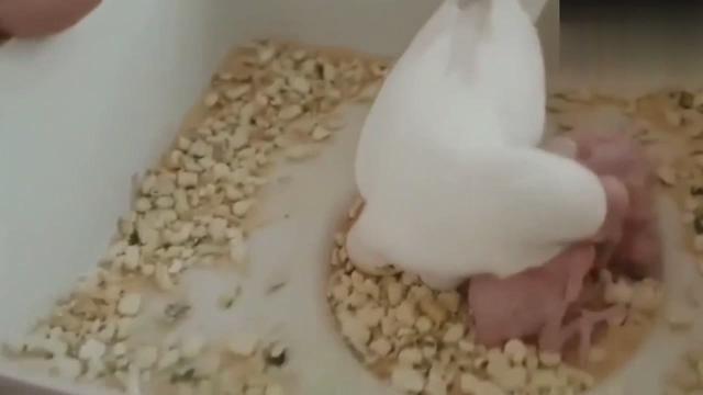 刚出壳的虎皮鹦鹉喂什么