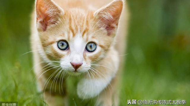 太极名言迈步如猫行脚踏什么虚实要分清太极虚实需