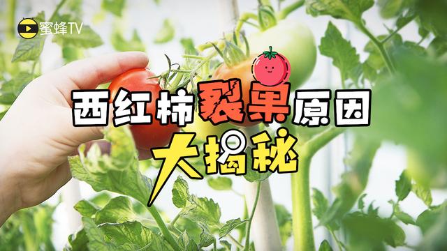 番茄裂果