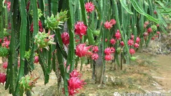 火龙果在开花结果期间能浇水吗