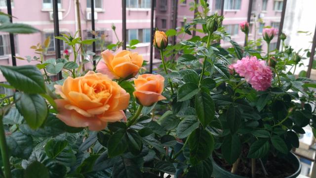 广西土质可以种苹果吗