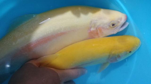 养黑鱼风水_感觉本地人不吃鲤鱼