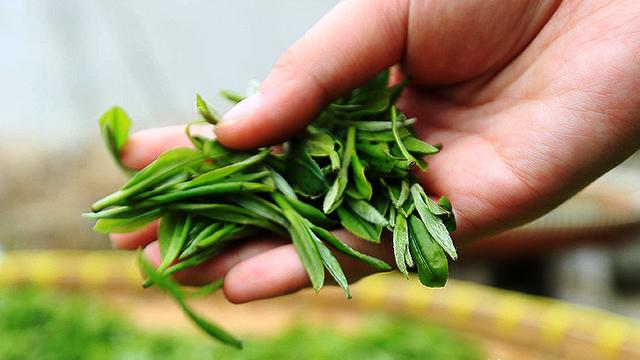 龍井茶介紹