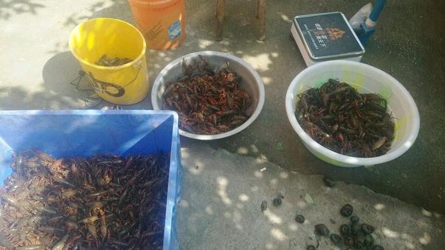 什么时间季节是有龙虾卖