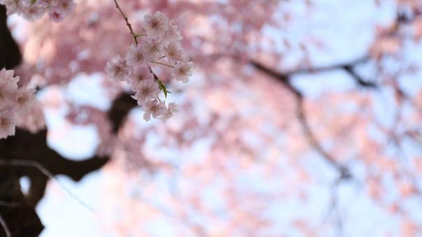 求有关日本樱花的很美的句子越多越好