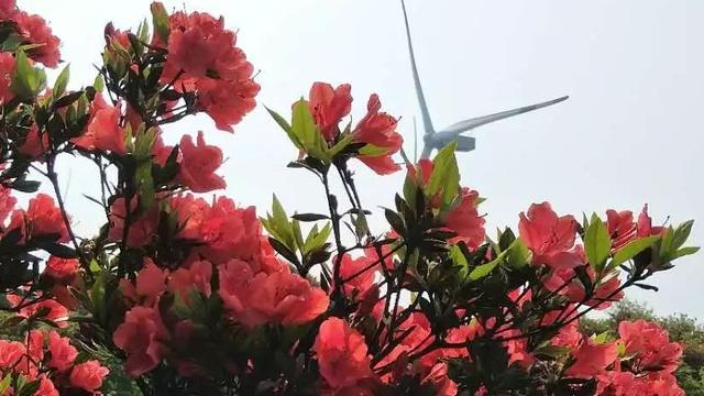 想知道:貴陽市白云區映山紅在哪