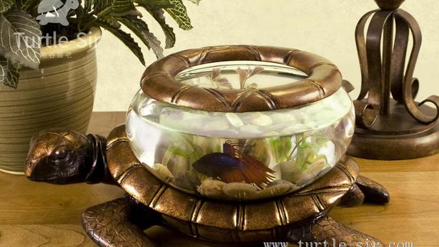 养龟用什么样的缸啊和风水有关吗适合什么样的龟