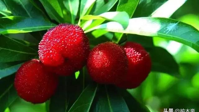 有關贊美楊梅的詩句