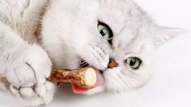 猫咪几个月大的时候换牙
