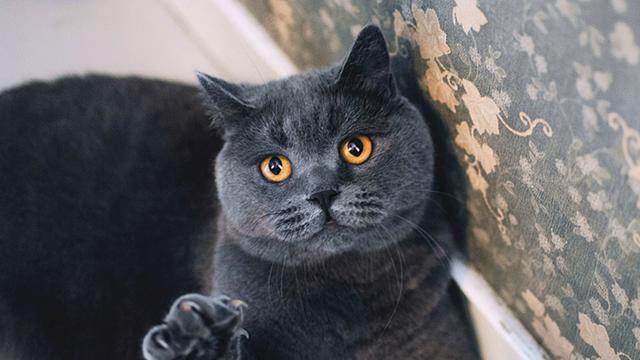 家中养猫在卫生上有哪些注意事项