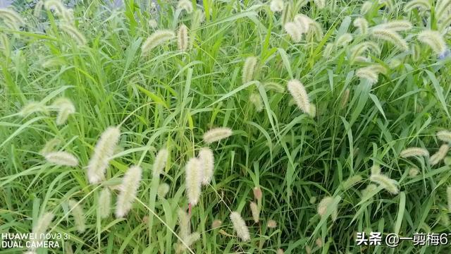 “芳草如茵”的“茵”指不指草地