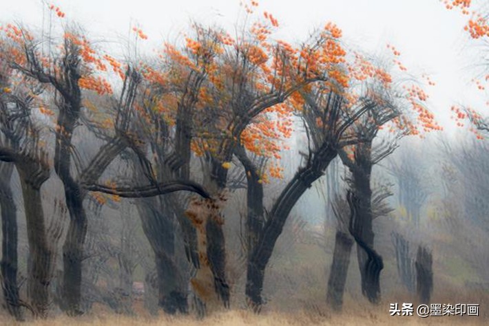 又到一年好“柿”节！拍好这深秋的“红灯笼”