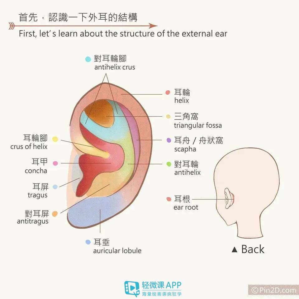 怎么画漫画人物的耳朵教你绘画耳朵的技巧