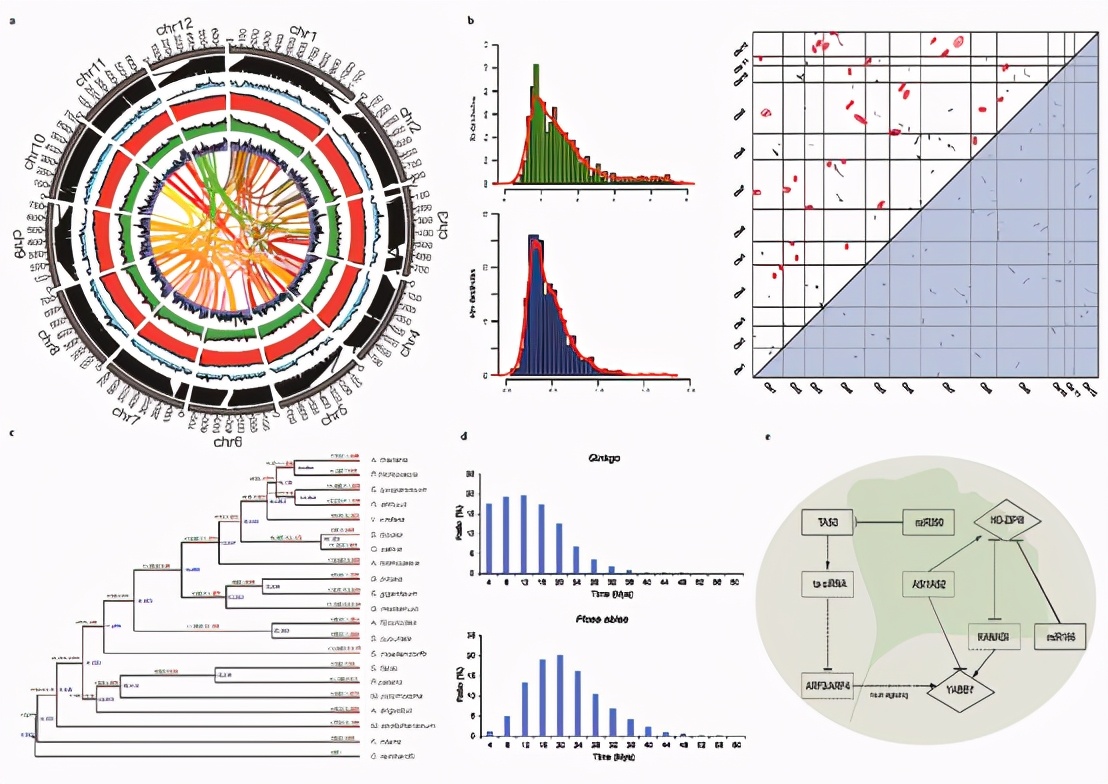 Institute Of Genomics Nanjing Forest University Jointly Released A High