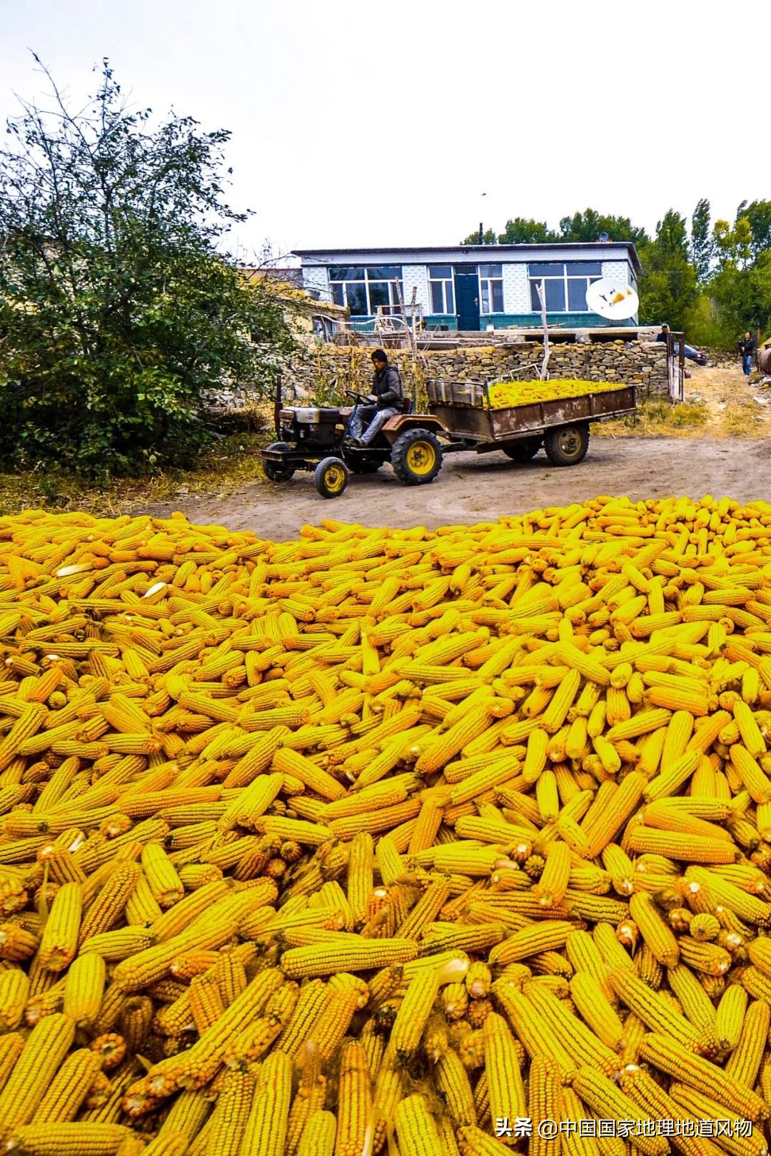 山东、河南、江苏、黑龙江…谁才是中国第一粮仓？