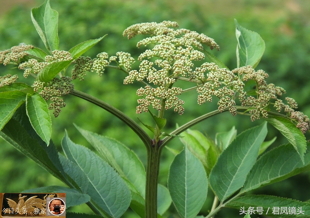 中药大全及主治功效陆英草药图片