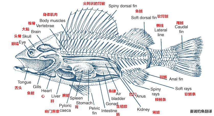 图1鱼体外形背鳍,尾鳍,侧线,臀鳍,肛门,腹鳍,胸鳍,侧线,背鳍从表面上
