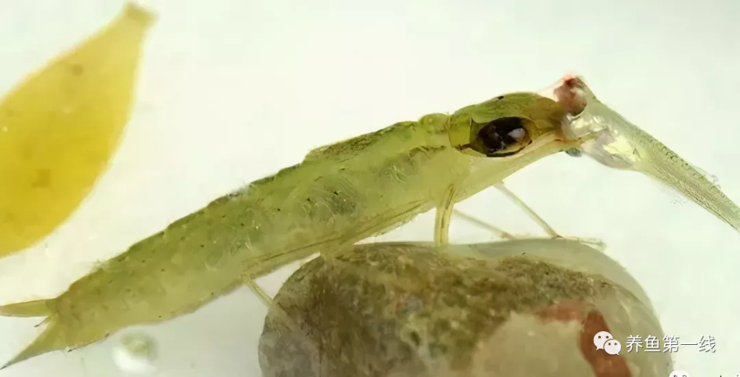 蜻蜓幼虫水虿吃鱼凶猛被称为水中老虎喻为吃鱼虎