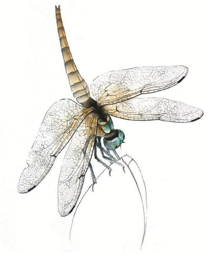 5,进一步用藤黄刻画蜻蜓的背部,颜色深浅应从背部向翅膀两边呈淡到极