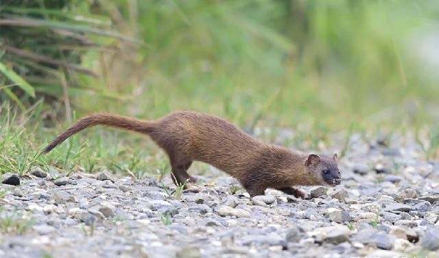 老人常说黄鼠狼不能杀，有何科学依据？李时珍怎么说